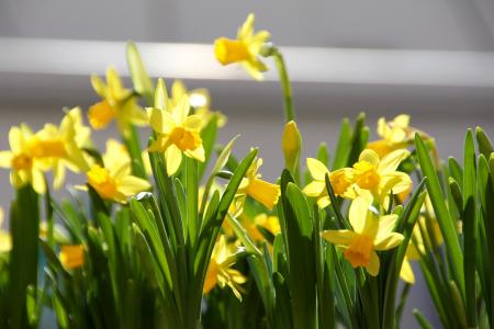 复活节, 花, 春天, 黄色, 花盒, 西洋樱草, 水仙花