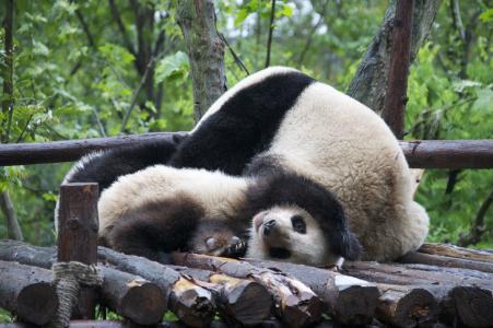 熊猫, 野生动物, 濒临灭绝, 动物, 野生, 自然, 中国