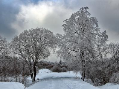 冬天, 雪, 寒冷, 白雪皑皑, 树, 回光, 森林