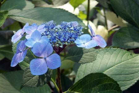 绣球花, 花边叶子, 花, 叶, 花香, 植物, 蓝色