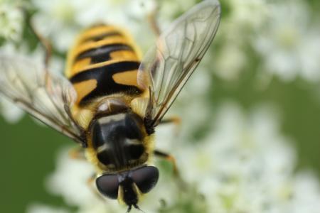 蜜蜂, 昆虫, 自然, 宏观