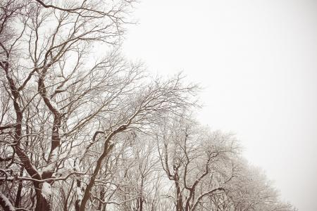 树木, 雪, 冬天, 自然, 死, 裸, 分支机构