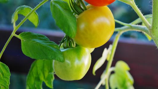 布什西红柿, 西红柿, 番茄灌木, 番茄果实, nachtschattengewächs, 番茄育种, 自然