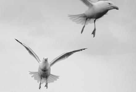海鸥, 鸟类, 飞, 翼