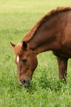 夏季, 匹棕色的马, 吃干草, 牧场, 马的头
