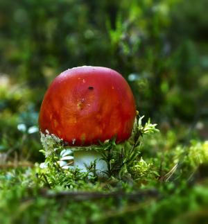森林, 秋天, 蘑菇, 鹅膏菌