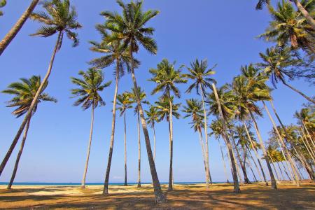 海滩, 田园, 岛屿, 自然, 棕榈树, 天堂, 海边