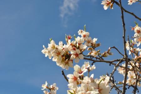 杏仁树开花, 地中海乡村, 白色的花, 花, 自然, 花, 花园
