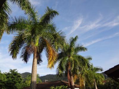 棕榈树, 热带植物, 树木