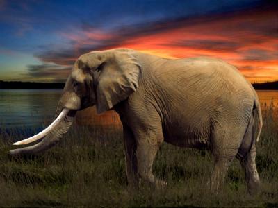 大象, 萨凡纳, 安排, 动物, 自然, 野生动物, 哺乳动物