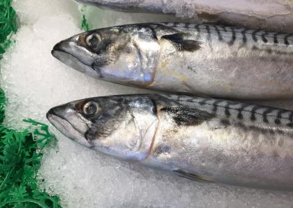 鳟鱼, 西雅图, 鱼市场
