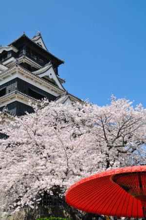 樱桃, 春天在日本, 樱桃树, 樱花, 樱花, 日本花, 粉色