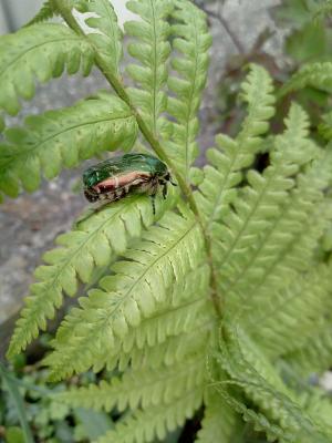 甲虫, bug, 蕨类植物, 自然
