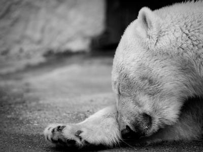 北极熊, 睡眠, 毛皮, 动物园, 熊, 动物, 白色