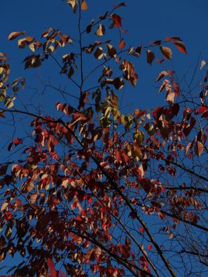 秋天, 秋天的树叶, 蓝蓝的天空, 蓝色, 红色, 黄色, 棕色