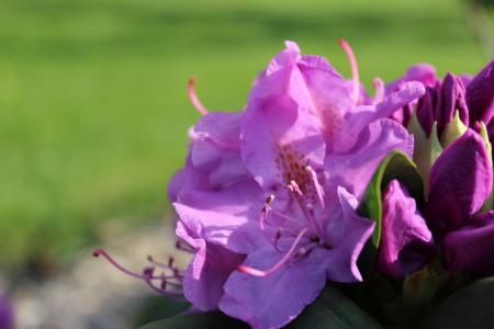花, 粉色, 植物区系, 紫罗兰色