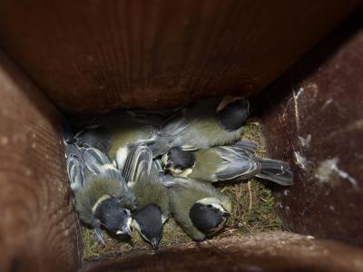 年轻的大山雀, 春天, 巢盒