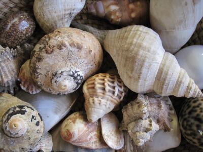 贝壳, 海, 各种, 集合, 白色, 朴实的色彩