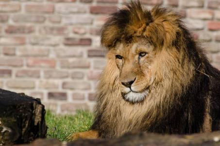 非洲狮, 猫科动物, 大猫, 野生动物, 自然, 捕食者, 寻找