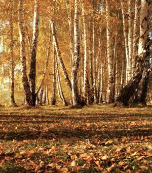 叶子, 秋天, 树木, 森林, 景观, 自然, 童话故事