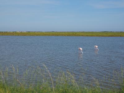 玛格, 自然公园卡马尔格, 湖泊, 沼泽, 粉红色的火烈鸟, 火烈鸟, 盐水泻湖