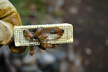 蜜蜂, 皇后笼, 养蜂, 养蜂人, 工人
