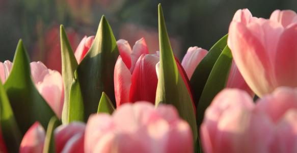 郁金香, 颜色, 粉色, 花, 春天, 开花, 自然