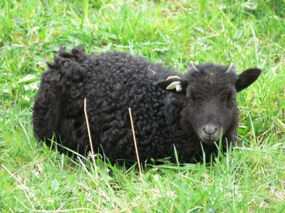 羊, 黑羊, 黑色, 宝贝, 农业, 小, 草