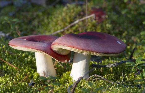 蘑菇, 秋天, 森林, 自然, 帽, 在山脚下, 蘑菇