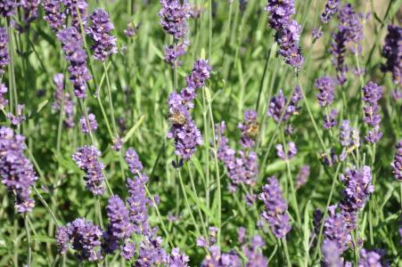 熏衣草, 巴拉顿湖, 附近的, 紫色, 自然, 花, 植物