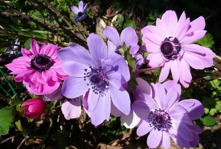 银莲花, 花, 春天, 自然, 植物, 花, 花瓣