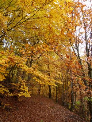 秋天, 森林, 秋天的树林, 每年的时候, 自然, 树木, 叶
