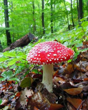 蘑菇, 飞金顶, 发现, 礼物, 有毒, 森林, 干枯的树叶