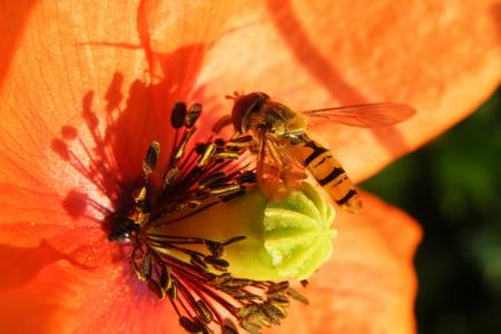 开花, 绽放, 红色, 蜜蜂, 昆虫, 动物主题, 一种动物