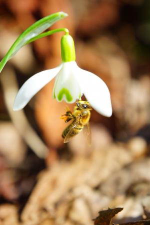 蜜蜂, 授粉, 蜂蜜, 关闭, 宏观, 雪莲, 开花