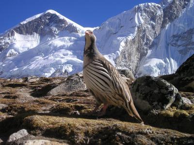 尼泊尔, 喜马拉雅山, 鸟, 荒野, 自然, 山, 雪