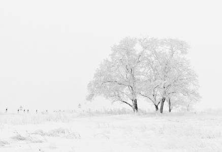 覆盖, 雪, 自然, 天空, 树木, 冬天, 树