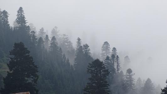 格鲁吉亚, 山脉, 雾, 森林, 自然, 树, 冬天
