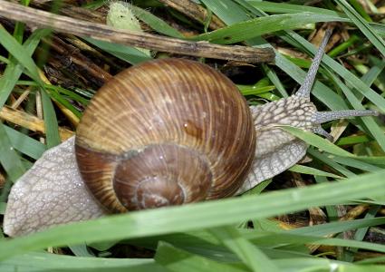 蜗牛, winniczek, 草, 自然, 自然, 喇叭, 贝壳