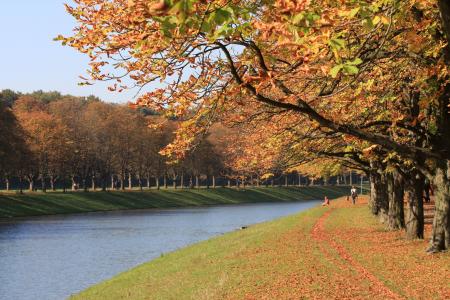 秋天, 秋天的落叶, 落叶的秋天, 多彩, 树木, 金色的秋天