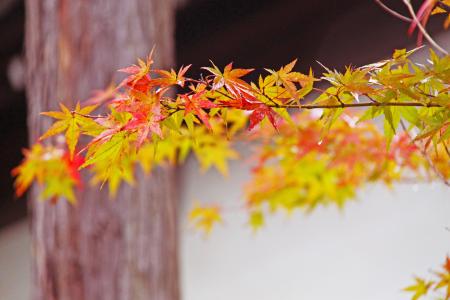 秋天, 秋叶, 日本枫树, 美丽, 红色, 枫叶, 秋天
