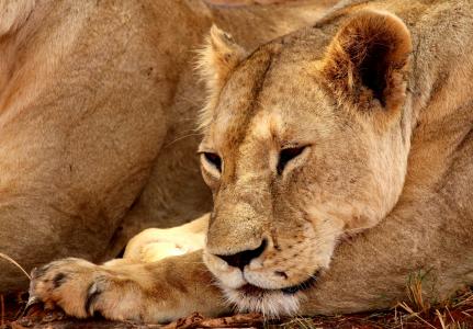 狮子, 察沃, 国家公园, 动物, 非洲, 野生动物园, 荒野