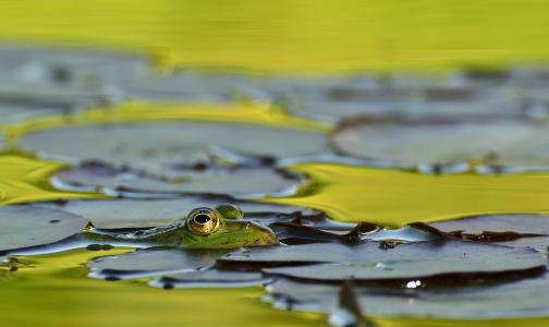 青蛙, 湖, 池塘, 蛙池里, 台湾萍蓬草黄, 睡莲, 水