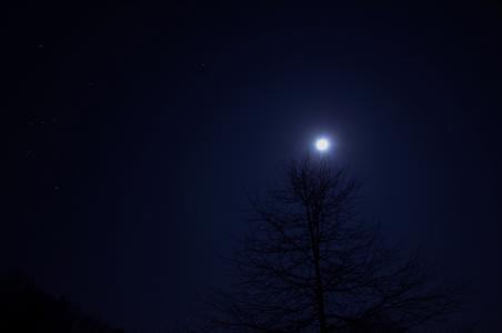 晚上, 树, 天空, 月亮, 黑暗, 景观