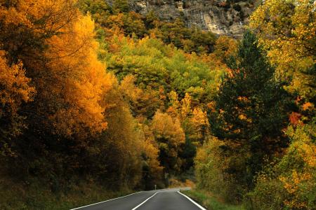 森林, 树木, 秋天, 自然, 道路, 颜色, 叶子