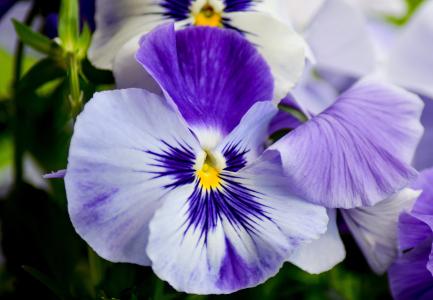 三色堇, 花, 紫色的小花, 关闭, 自然, 紫罗兰色, 开花