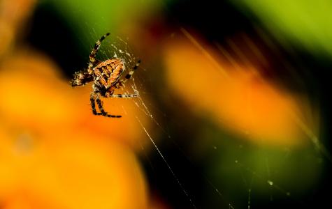 黑色, 橙色, 谷仓, 蜘蛛, 蜘蛛网, 蜘蛛, 蜘蛛网