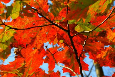 秋天, 秋天, 叶, 橙色, 自然, 树, 秋天树叶背景