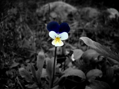 花, 黑色和白色, 颜色重音, 花香, 自然, 植物, 春天