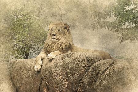 狮子, 躺着, 岩石, 艺术, 年份, 动物, 自然